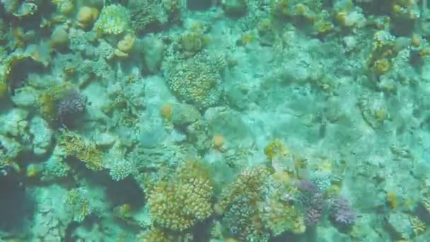Récif Corallien Fond Mer Rouge Poissons Nageant Soleil Vidéo Sous — Video