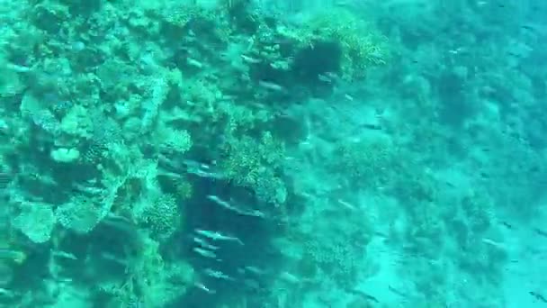 Ett Korallrev Botten Röda Havet Och Flock Små Fiskar Som — Stockvideo