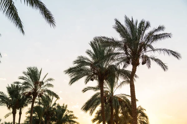 Date palms against the background of the sky colored with reflections of the sun. — Stock Photo, Image
