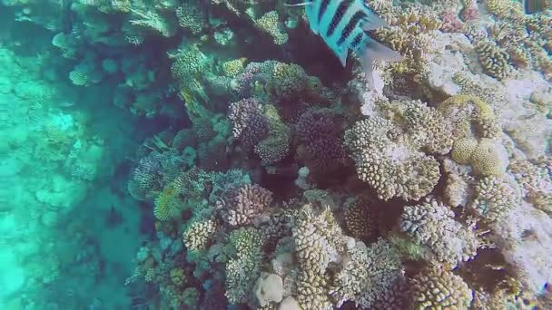 Güneşli bir günde, Kızıl Deniz 'de mercanların ve yüzen balıkların sualtı fotoğrafları. — Stok video