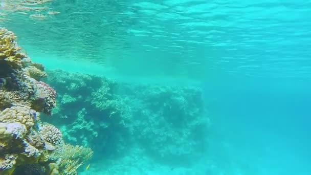 Korallrev levande i det klara havsvattnet i Röda havet. — Stockvideo