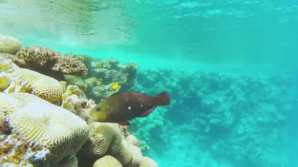 Ett stort korallrev nära havet nära stora fiskar — Stockvideo