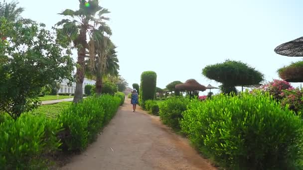 緑の空間の中で晴れた日には紅海の海岸沿いを歩いています — ストック動画