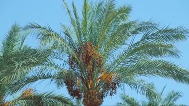 Hurma ağaçları, masmavi gökyüzüne