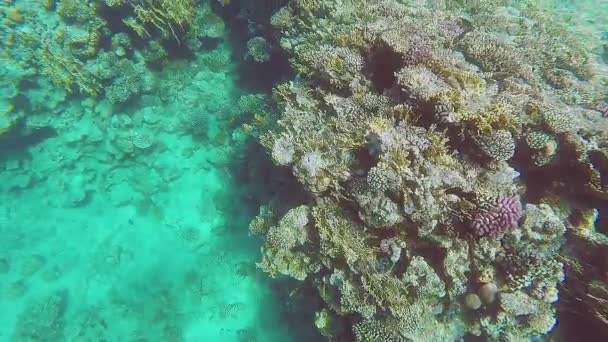 Un cliché sous-marin d'un énorme récif corallien dans la mer rouge avec les reflets du soleil — Video