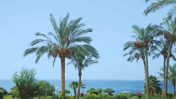 Date palms against the background of the sea and blue sky — Stock Video