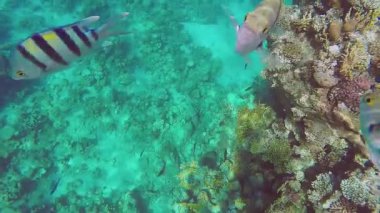 Bir mercan resifinin sualtı görüntüleri ve güneşten parlayan kızıl denizde yüzen büyük çizgili balıklar.