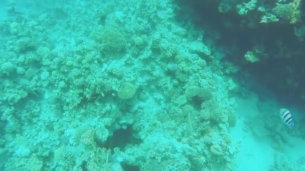 Arrecife de coral en el fondo del mar cubierto de arena — Vídeos de Stock