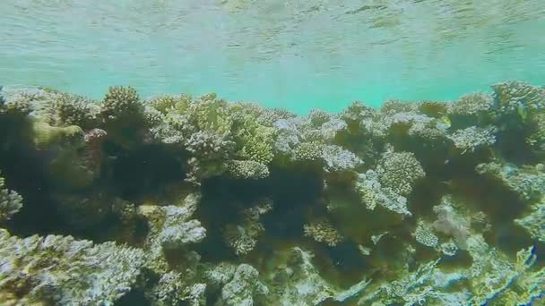 Barevný korálový útes v Rudém moři v blízkosti vodní hladiny — Stock video