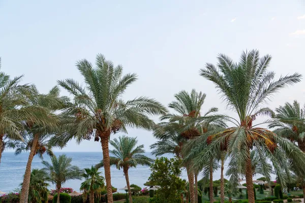 Tops Date Palms Fruits Light Sky Horizontal Photo — Stock Photo, Image