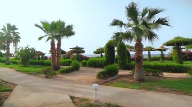 Mavi şapkalı ve elbisesi olan bir kadın yol boyunca yürür, palmiye ve çalıların arasında.