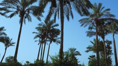 Hurma ağacının tomurcuğu yere yaslanır. aşağıdan çekim