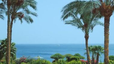 Rüzgarda sallanan palmiyeler denizin arka planında ve yelkenli yatlarda