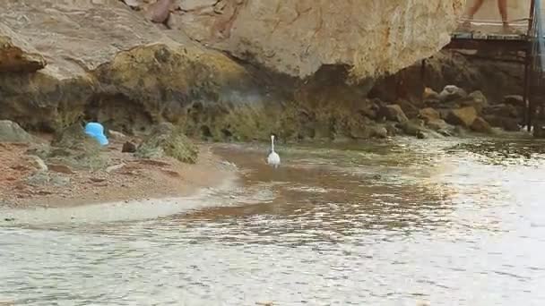 Lungo la riva del mare, dove giace il cappello da sole e il cerchio del nuoto, una cicogna sta osservando — Video Stock