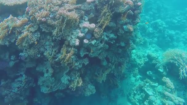 Récif Corallien Est Grand Dans Mer Rouge Près Côte Plan — Video