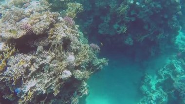 Kızıl denizdeki mercan kayalıkları. Genel plan