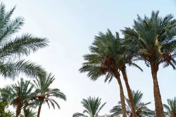 Tops Date Palms Background Light Sky Horizontal Photo — Stock Photo, Image