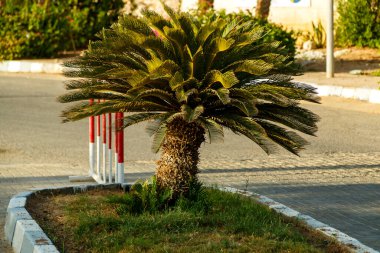 Yol boyunca uzanan küçük bir hurma ağacı..
