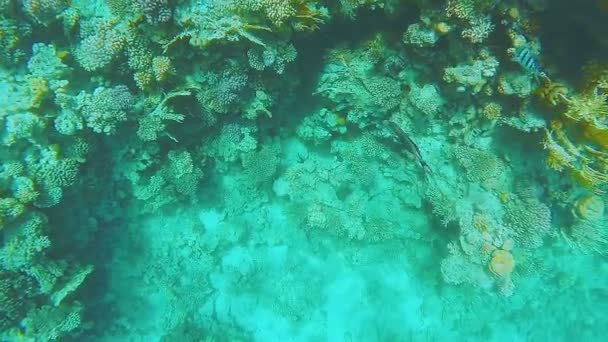 Korallrev på djupet av havet skimrande grön fisk simma förbi — Stockvideo