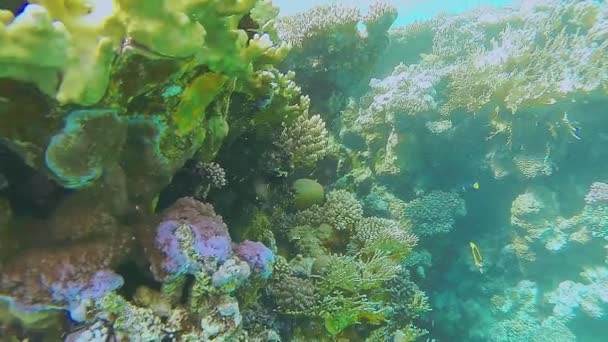 Terumbu karang berwarna di Laut Merah dengan kehidupan laut. — Stok Video