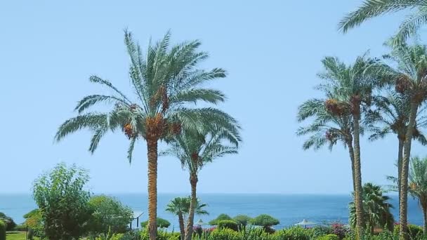 Palmiers dattiers sur fond de mer et ciel bleu — Video