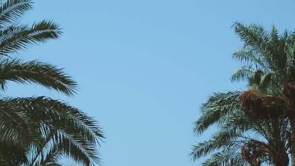 Palmeras datileras contra un cielo azul claro. espacio de copia — Vídeos de Stock
