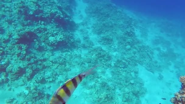 Recife de coral no mar vermelho no fundo e peixes de natação são grandes — Vídeo de Stock