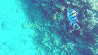 Denizde mercan resifi, suyun yüzeyine yakın.