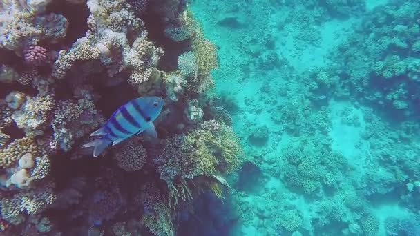근처에서 수영하는 화려 한 물고기가 있는 산호 초호 — 비디오
