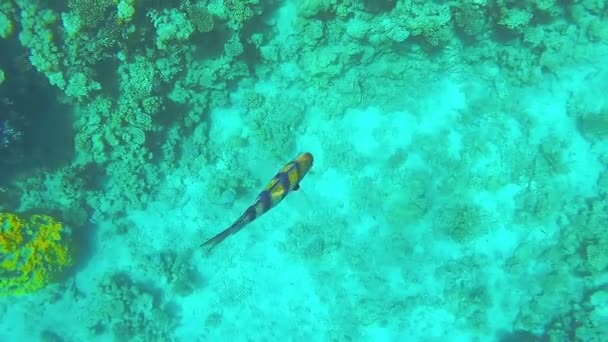 Corais brilho recife do sol grandes peixes coloridos nadar passado. — Vídeo de Stock