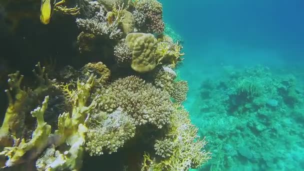 Gök mavisi deniz suyundaki büyük mercan resifi renkli ve çeşitlidir. — Stok video