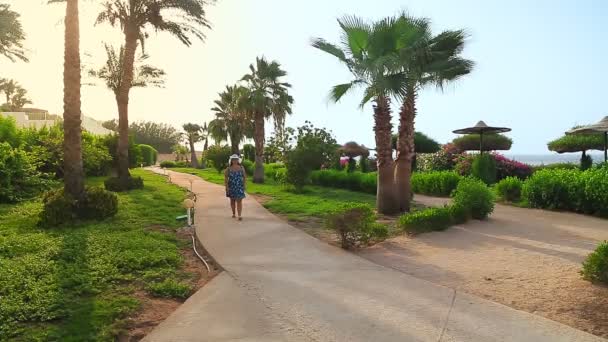緑の空間の中で晴れた日には紅海の海岸沿いを歩いています — ストック動画