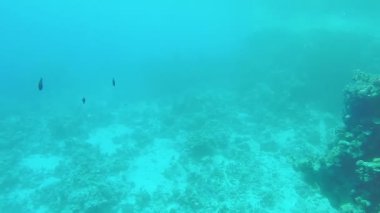 Kızıl denizin dibinde canlı mercan kayalıkları..