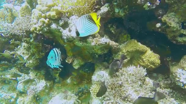 Un grand récif corallien près de la mer avec de nombreux gros poissons de couleur à proximité. — Video