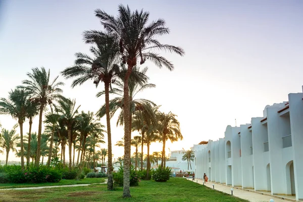 Un paisaje de palmeras datileras en los rayos del sol poniente junto al edificio del hotel. — Foto de Stock