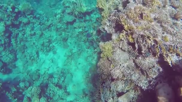붉은 바다의 반짝 이는 산호와 물고기를 수면 아래에서 쏘는 장면 — 비디오