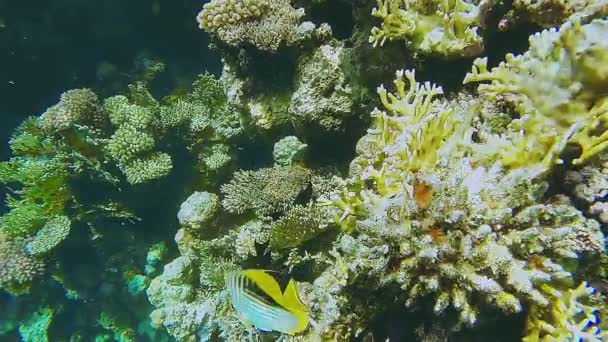 Un gran arrecife de coral cerca del mar con muchos peces grandes cerca. — Vídeo de stock