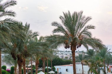 Hurma ağacının tomurcukları sarkmış, meyveler içinde..