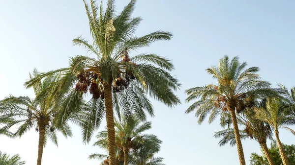 Die Spitzen der Dattelpalmen vor blauem Himmel. — Stockfoto