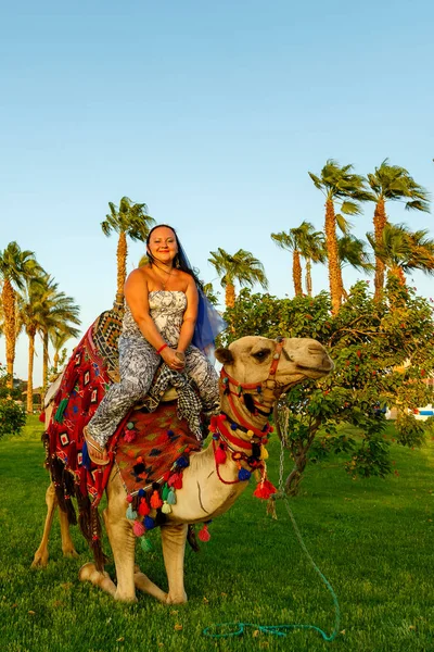 A woman in a cape on her head firmly clings to the lying camel on the grass against the backdrop of palm trees. — Stock Photo, Image