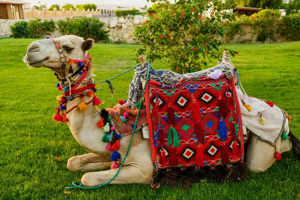 A camel in a decorated saddle lies on the grass against a background of palm trees. — Stock Photo, Image