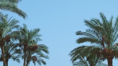 Hurma ağacının tomurcuğu yere yaslanır. Boşluğu kopyala