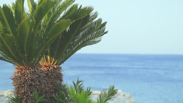 Palmeras datileras con ramas se balancean en el viento de verano sobre el fondo del mar — Vídeos de Stock