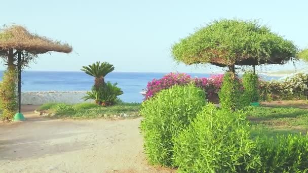 Date palms against the backdrop of blossoming greenery and sky on the territory of the hotel — Stock Video