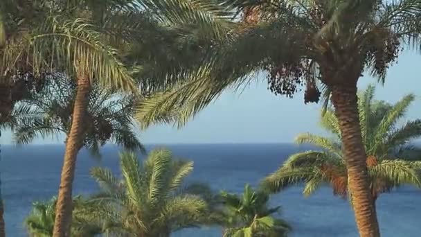Las palmeras datileras se balancean en el viento sobre el fondo del mar — Vídeos de Stock