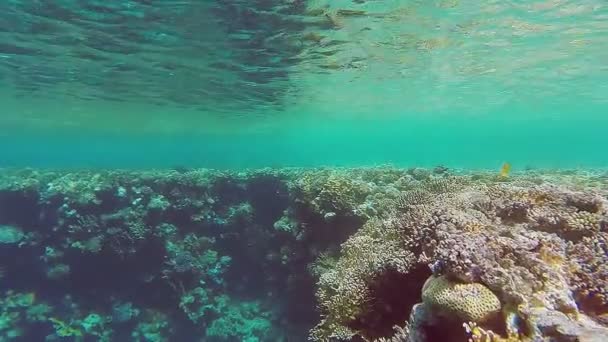 La barriera corallina nel mare è vibrante e varia. — Video Stock