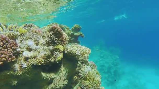 The large coral reef in the azure sea water is rich in variety. — Stock Video