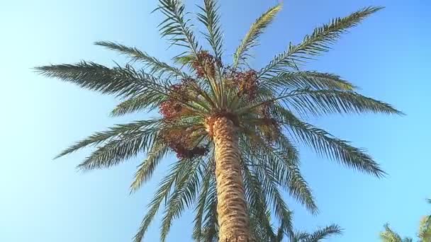Las palmeras datileras se balancean contra el cielo azul, disparadas desde abajo — Vídeos de Stock