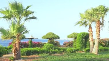 Hurma ağacının tomurcuğundan sarkan salkımlar, salkımlarla donatılmış şemsiyeler. Genel plan