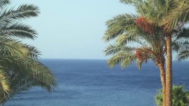 Rüzgârın savurduğu dallarla dolu hurma ağaçları... Genel plan